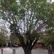 Photo #3: Hembrees tree service