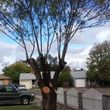 Photo #4: Hembrees tree service