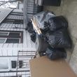 Photo #2: GM Trash Removal & Lawn Care