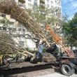 Photo #2: The Tree Planters LLC