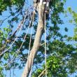 Photo #3: 7 Oaks Tree Service