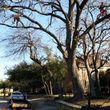 Photo #4: 7 Oaks Tree Service
