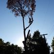 Photo #5: 7 Oaks Tree Service