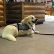 Photo #3: B & D Canine Training
