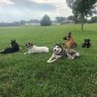Photo #4: B & D Canine Training