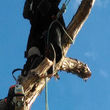 Photo #3: Tree Rigs LLC