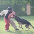 Photo #2: ECONOMICAL DOG TRAINING