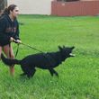 Photo #5: ECONOMICAL DOG TRAINING