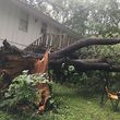 Photo #1: Tornado Lawn and Tree Services