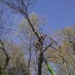 Photo #3: Michaels Lawn & Tree Services