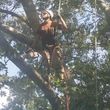 Photo #1: All in one tree service
