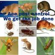 Photo #1: ACE Pest Control