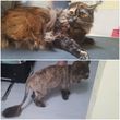 Photo #2: Dog and cat grooming by Esme LLC