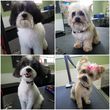 Photo #4: Dog and cat grooming by Esme LLC