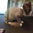 Photo #5: Dog and cat grooming by Esme LLC
