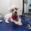 Photo #1: Yuki Dog Grooming