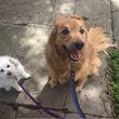 Photo #1: Devoted & Trustworthy Pet Sitter, Dog Walker - Reasonable Rates $25!