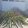 Photo #9: Commercial Landscaping