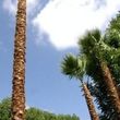 Photo #2: 🌳palm remove🌴 /palm trimming/ tree remove🌳