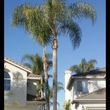 Photo #3: 🌳palm remove🌴 /palm trimming/ tree remove🌳