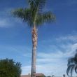 Photo #4: 🌳palm remove🌴 /palm trimming/ tree remove🌳