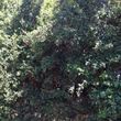 Photo #5: tree service / FREE ESTIMATES