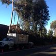 Photo #11: tree service / FREE ESTIMATES