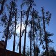 Photo #13: tree service / FREE ESTIMATES