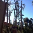 Photo #14: tree service / FREE ESTIMATES