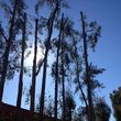 Photo #15: tree service / FREE ESTIMATES