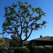 Photo #1: TREE TRIMMING CALIF LICENSED & INSURED & BONDED CONTRACTOR
