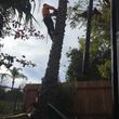 Photo #8: Gonzalez Brother's Tree Services