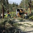 Photo #9: Gonzalez Brother's Tree Services