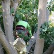 Photo #12: Professional Tree Trimming and Gardening