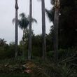 Photo #5: Tree removal and trimming