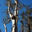 Photo #9: Tree removal and trimming