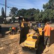 Photo #3: 🌳🌴PROFESSIONAL TREE SERVICE🌳🌴