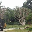 Photo #6: 🌳🌴PROFESSIONAL TREE SERVICE🌳🌴