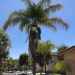 Photo #3: 🌴🌳🌿TREE TRIMMING & REMOVAL 🌴🌳