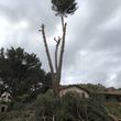 Photo #7: 🌴🌳🌿TREE TRIMMING & REMOVAL 🌴🌳