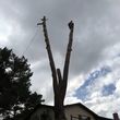 Photo #8: 🌴🌳🌿TREE TRIMMING & REMOVAL 🌴🌳