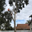 Photo #11: 🌴🌳🌿TREE TRIMMING & REMOVAL 🌴🌳