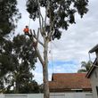 Photo #11: 🌴🌳🌿TREE TRIMMING & REMOVAL 🌴🌳