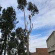Photo #12: 🌴🌳🌿TREE TRIMMING & REMOVAL 🌴🌳
