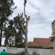 Photo #13: 🌴🌳🌿TREE TRIMMING & REMOVAL 🌴🌳