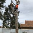Photo #15: 🌴🌳🌿TREE TRIMMING & REMOVAL 🌴🌳