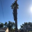 Photo #16: 🌴🌳🌿TREE TRIMMING & REMOVAL 🌴🌳