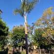 Photo #23: 🌴🌳🌿TREE TRIMMING & REMOVAL 🌴🌳