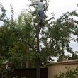 Photo #7: MAINTENANCE  ,CLEAN  UPS,IRRIGATION, TREE SERVICES,SODDING