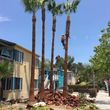 Photo #1: Palm tree trimming &removal